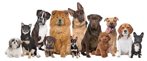 The Canine Hub 